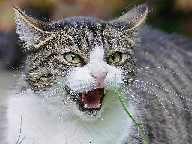 Zijn Maine Coon katten agressief?