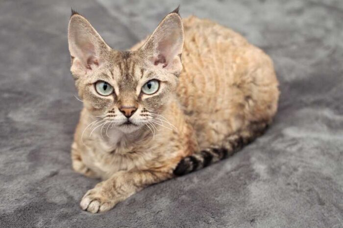 10 zeldzaamste kattenrassen ter wereld - Devon Rex kat