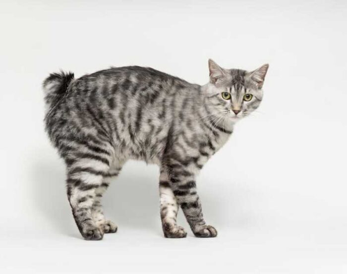 10 zeldzaamste kattenrassen ter wereld - Kurilian Bobtail kat