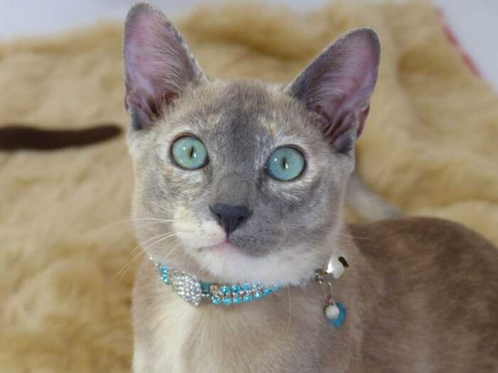 10 Zeldzaamste Kattenrassen ter wereld - Tonkinese Kat