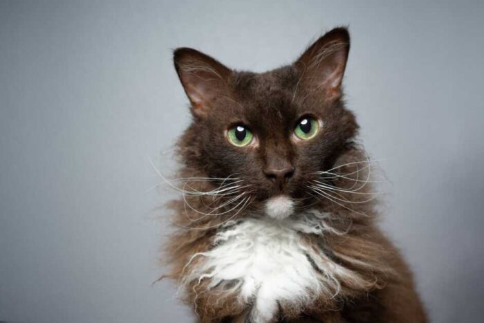 10 zeldzaamste kattenrassen ter wereld - LaPerm Cat