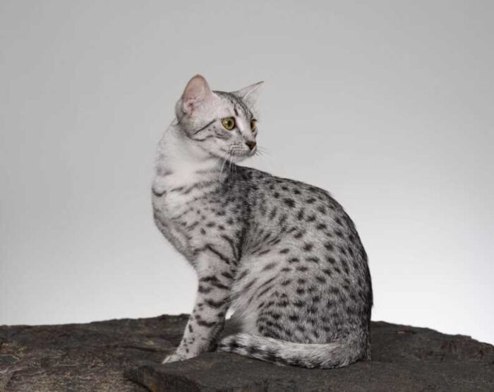 10 zeldzaamste kattenrassen ter wereld - Egyptische Mau kat
