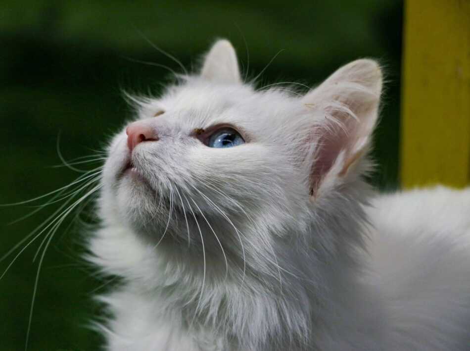 10 Zeldzaamste Kattenrassen ter wereld - Turkse Van Kat