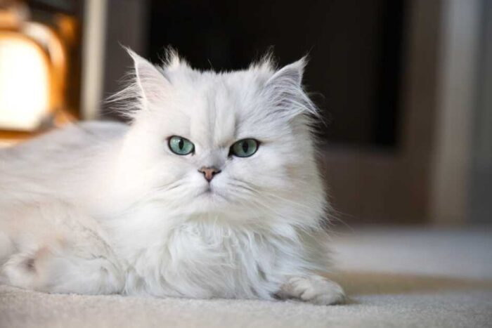 10 Duurste Kattenrassen ter Wereld - Perzische Kat 