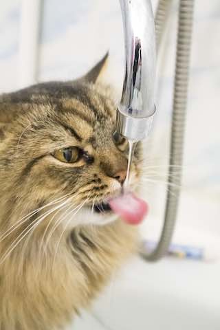 Why do Maine Coon cats love water?