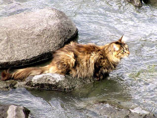 Waarom houden Maine Coon katten van water?