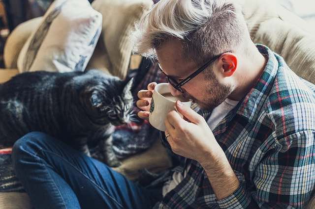 Is er een gratis Maine Coon kitten in uw plaatselijke kattencafé?