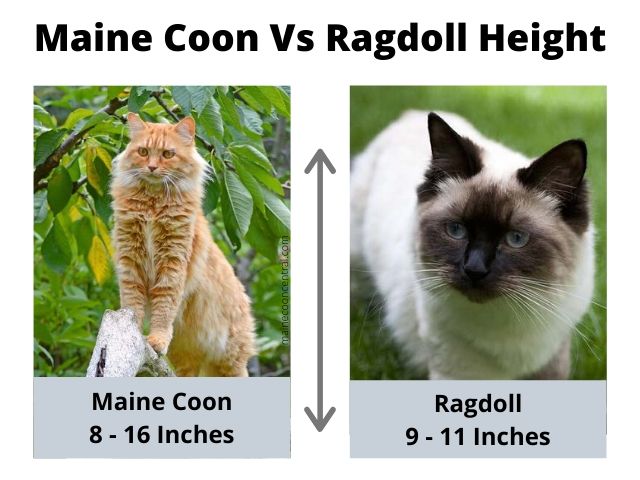 Maine Coon vs Ragdoll Hoogte