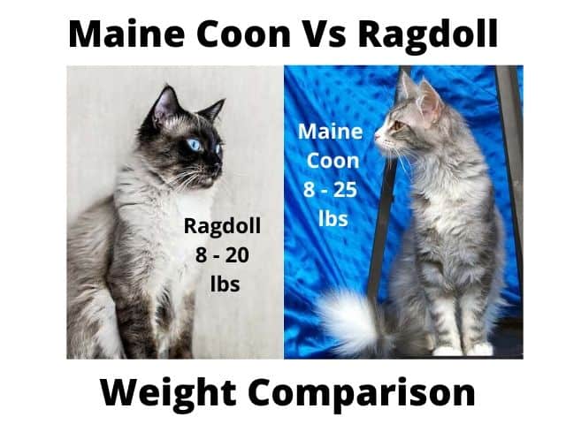 Maine Coon Vs Ragdoll Gewichtsvergelijking