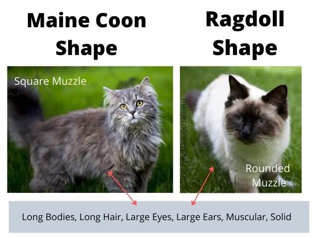 Maine Coon vs Ragdoll Vorm