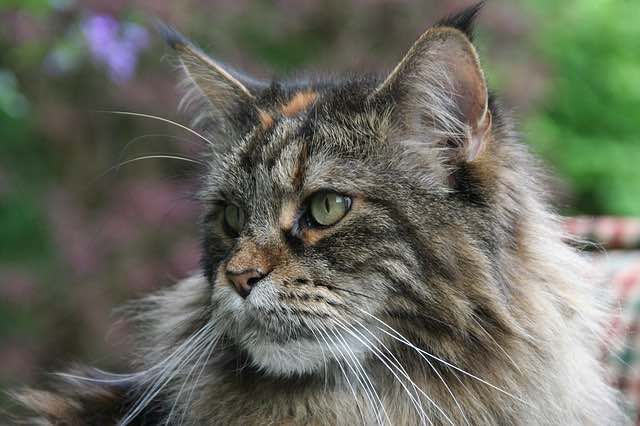 Maine Coon Green Eyes