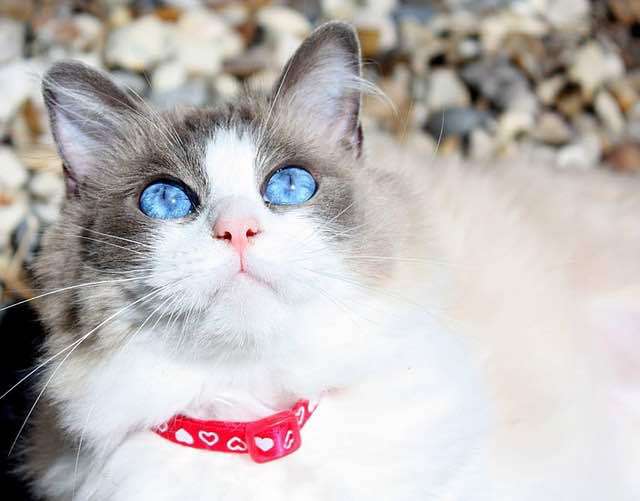 Ragdoll Blue Eyes