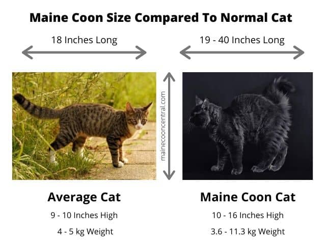 Waarom zijn Maine Coon katten zo groot?