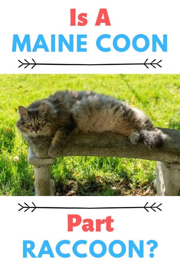 Is een Maine Coon deels wasbeer?