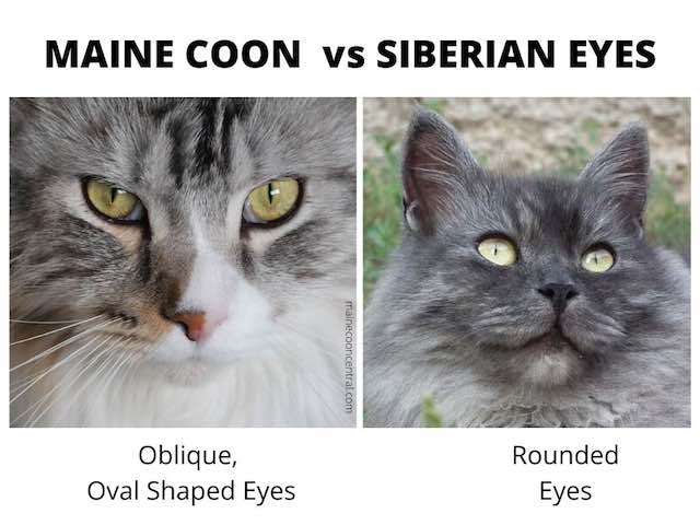Maine Coon vs Siberische Kat Ogen
