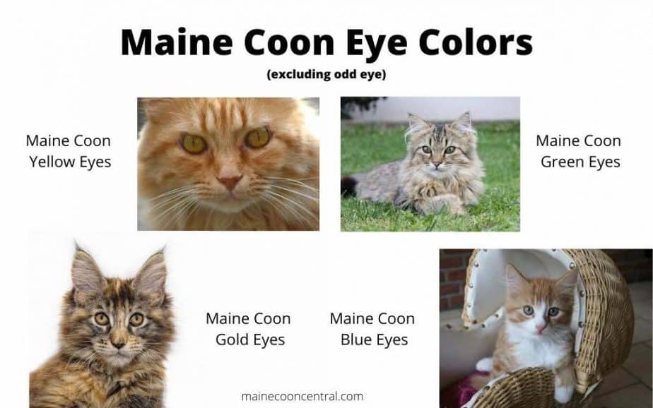 Maine Coon vs Perzisch