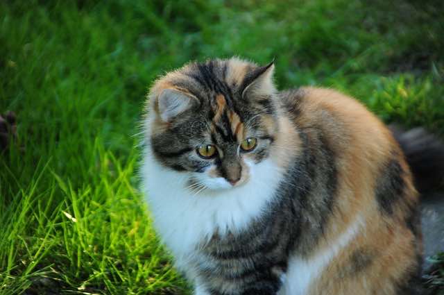 Calico Maine Coon Mix