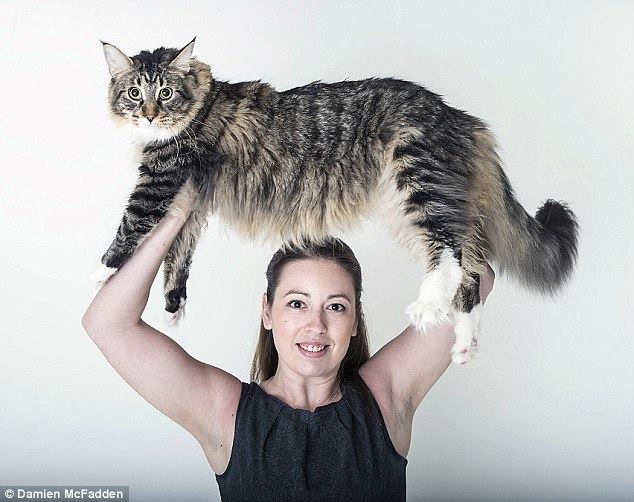 Ludo 's werelds langste Maine Coon kat