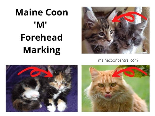 Maine Coon 'M' voorhoofd aftekening