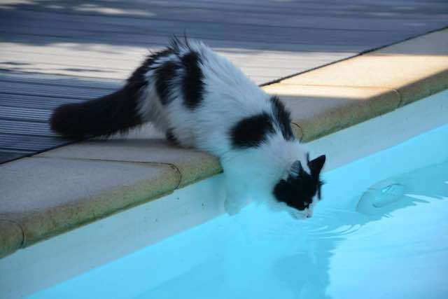 Kunnen Maine Coon katten zwemmen?