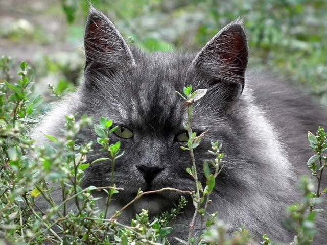Siberisch kattenras