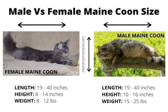 Waarom zijn Maine Coon katten zo groot?