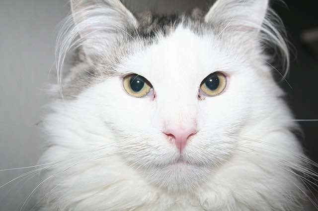 Witte Maine Coon Kat